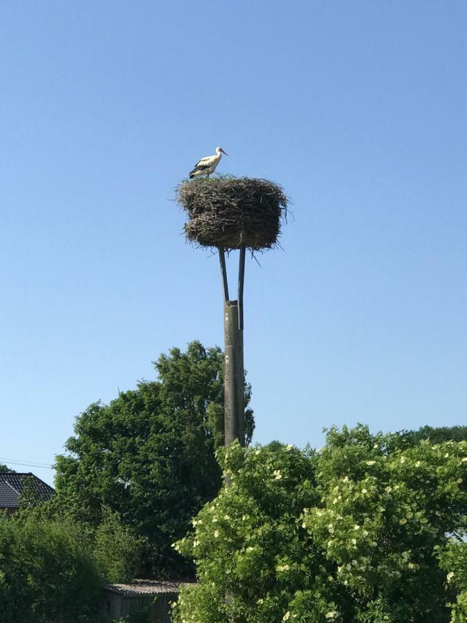 Landhaus Zum Storchennest Kloster Wulfshagen Exteriér fotografie